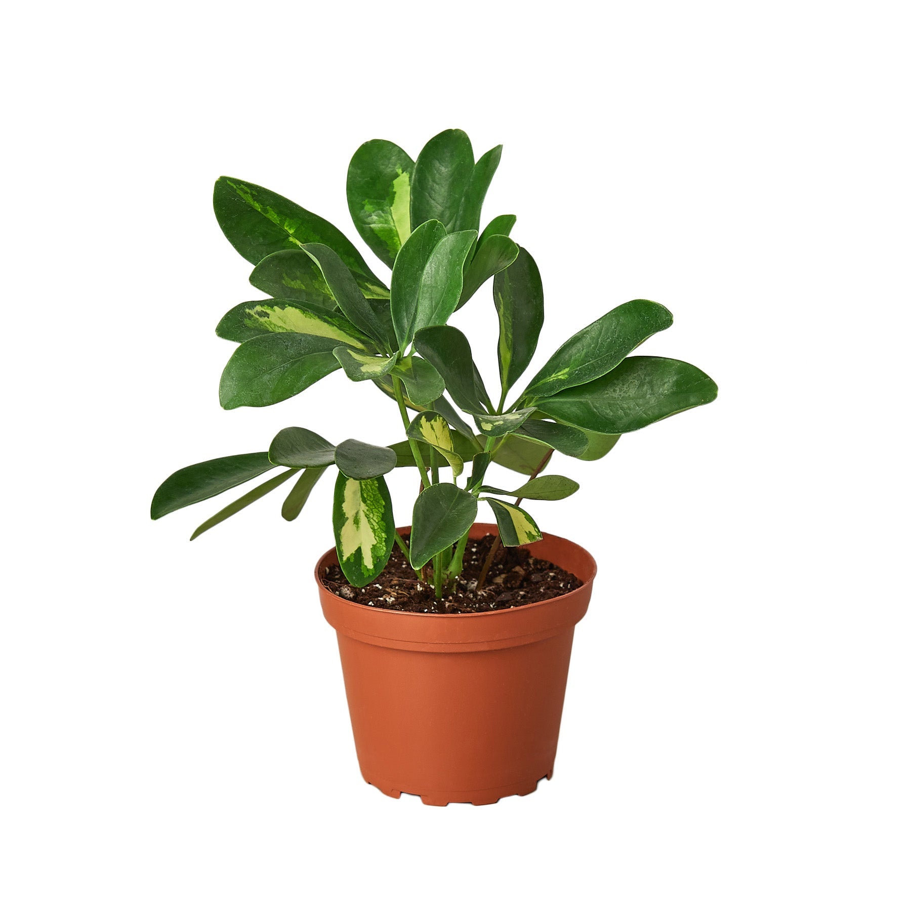arboricola schefflera same as reg schefflera Schefflera Arboricola Variegated 'Umbrella' – T&T Plants and Things