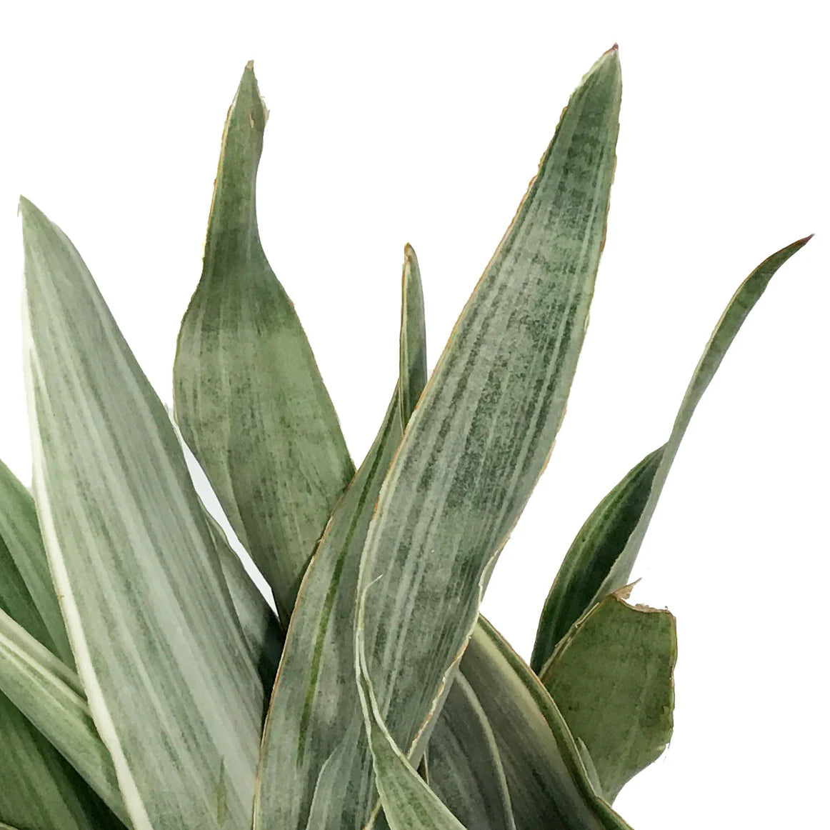 Snake Plant 'Sayuri'