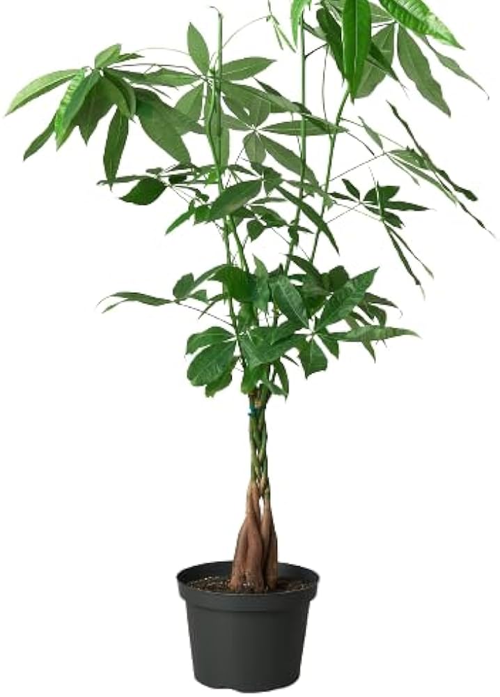 Money Tree 'Guiana Chestnut' Pachira Braid