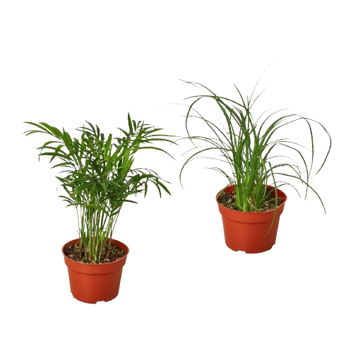 house plant variety 2 Palm Variety Pack / 4" Pots / Live Plant / House Plant – T&T Plants and Things