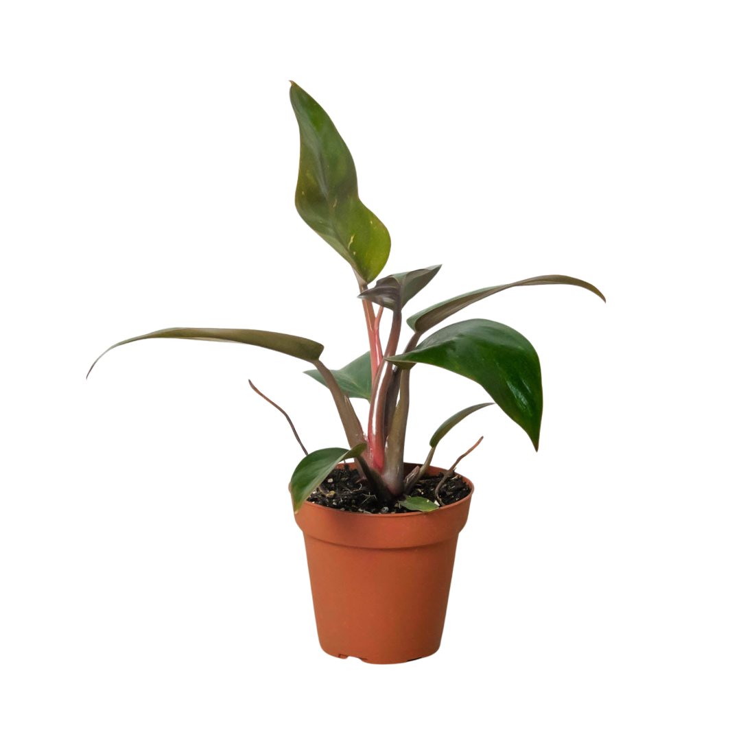 philodendron birkin baby Philodendron 'Birkin Pink' – T&T Plants and Things