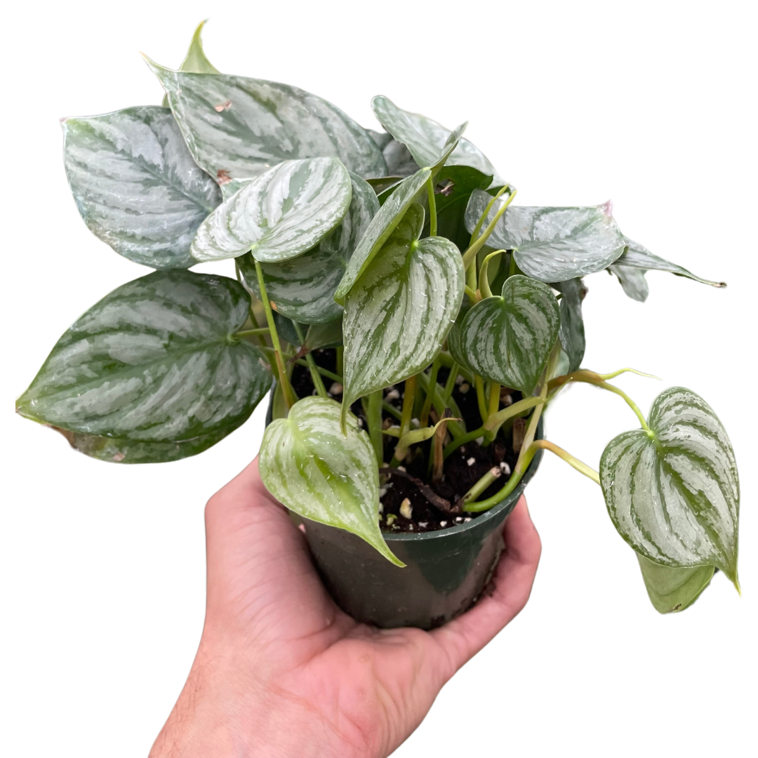 philodendron tamarindo Philodendron 'Brandi'