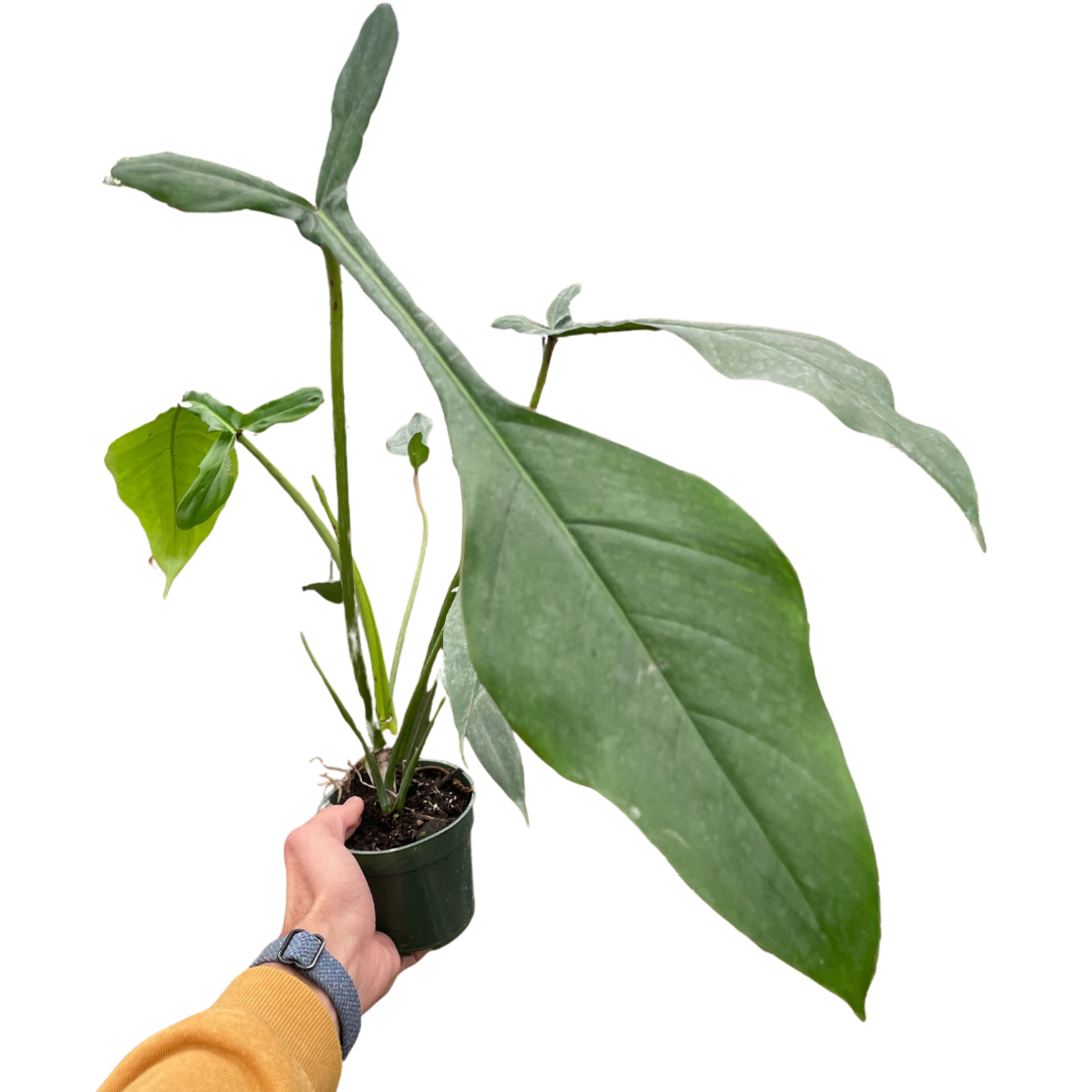 残り1点】TC Philodendron Joepii var.
