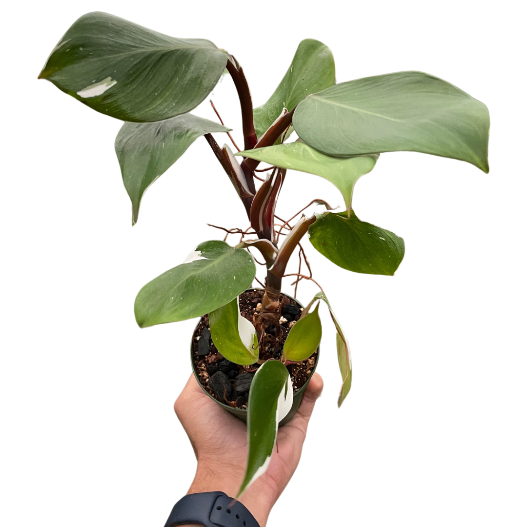 philodendron black knight Philodendron 'White Knight'