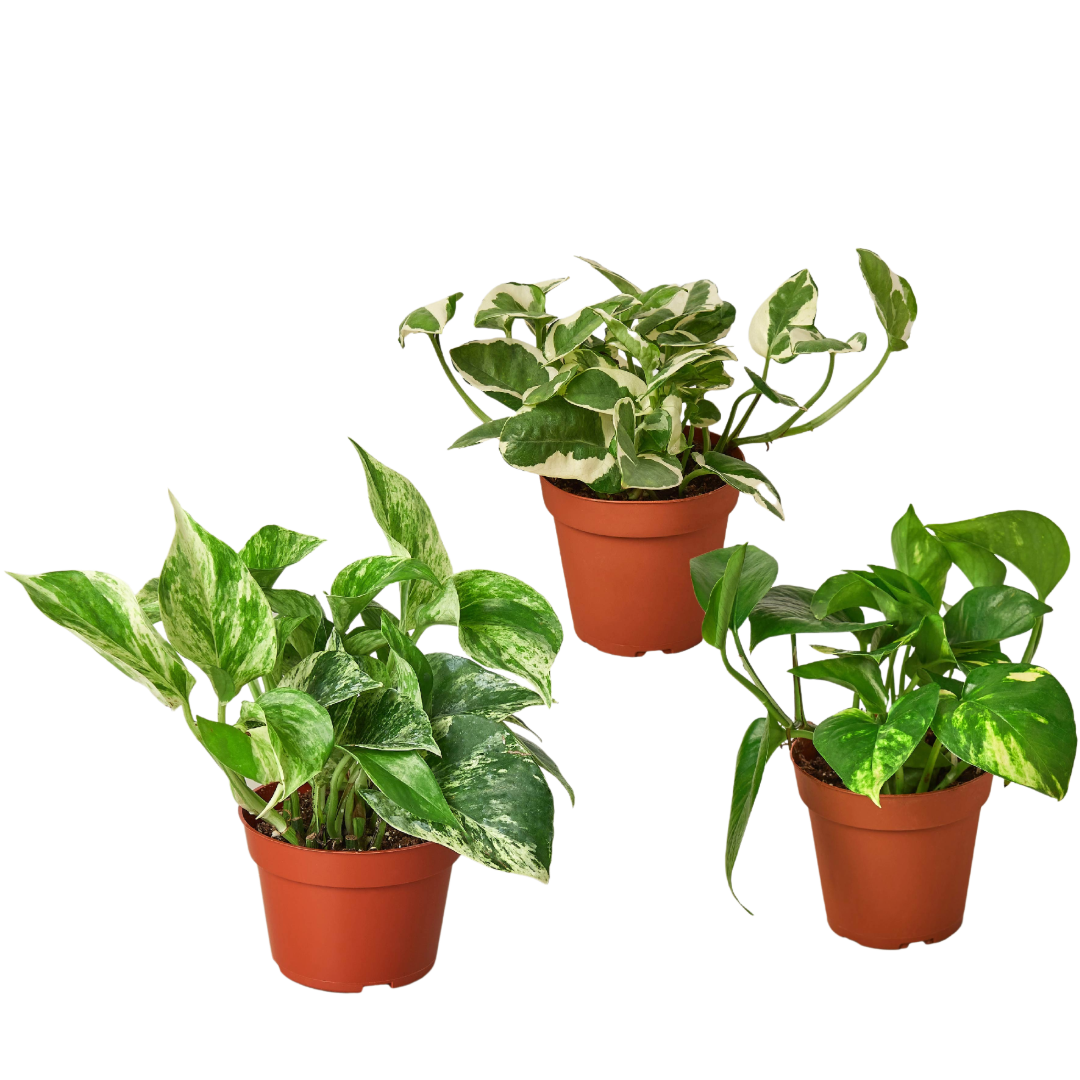 pothos plant pot 3 Pothos Variety Pack / 4" Pot / Live Plant / Home and Garden Plants – T&T Plants and Things