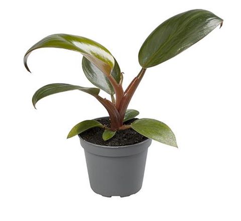 Philodendron 'Congo Rojo'