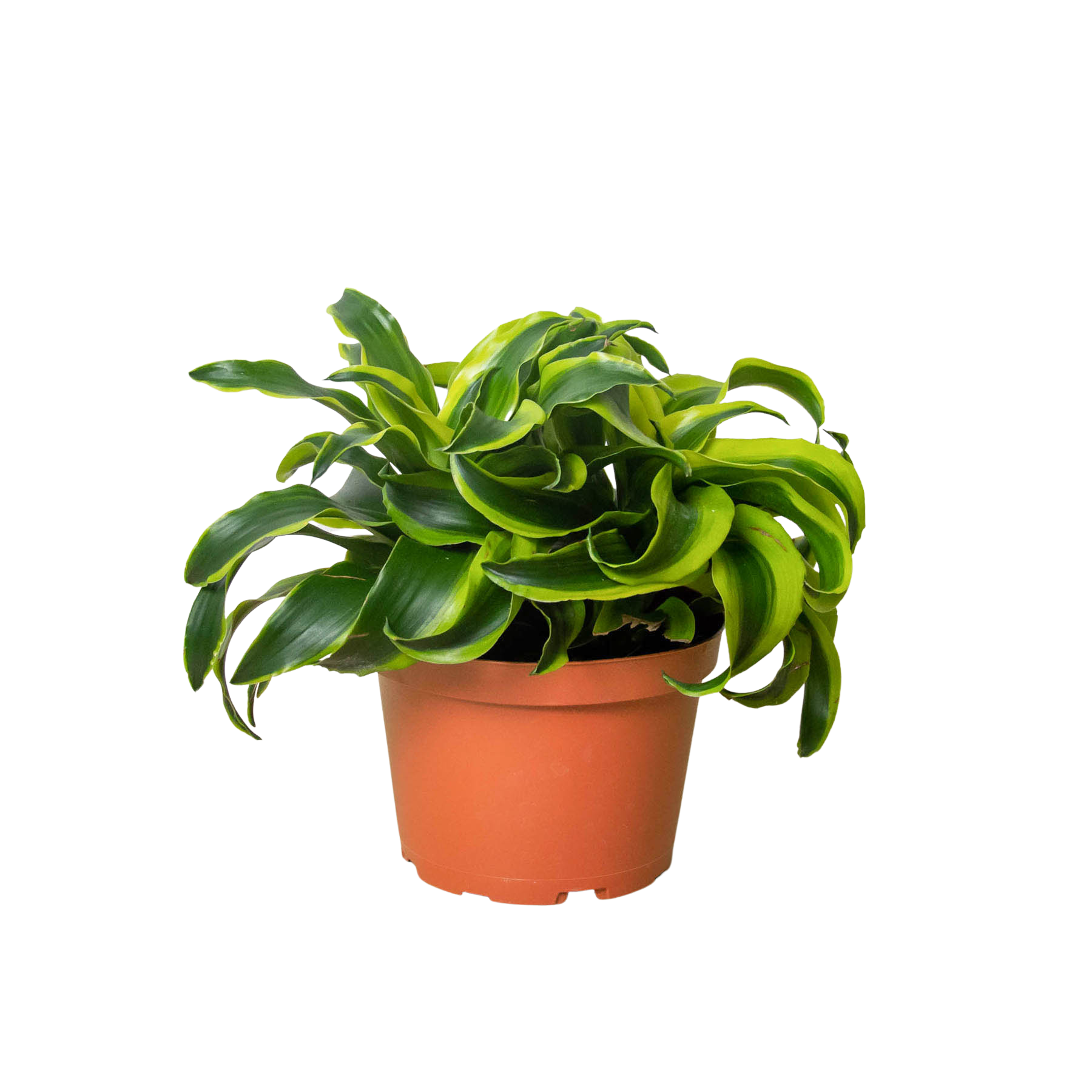 thistle and spire dracaena Dracaena 'Tornado'