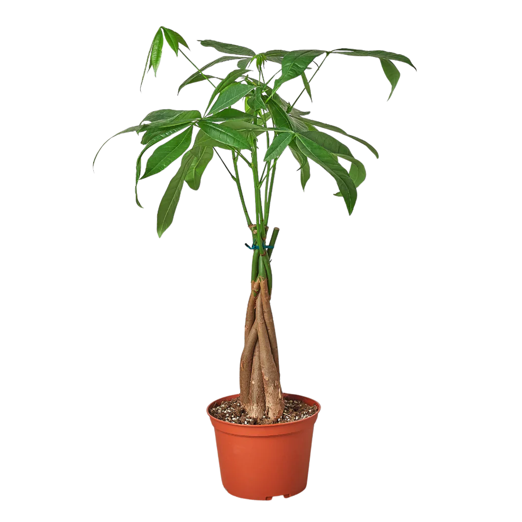 Money Tree 'Guiana Chestnut' Pachira Braid