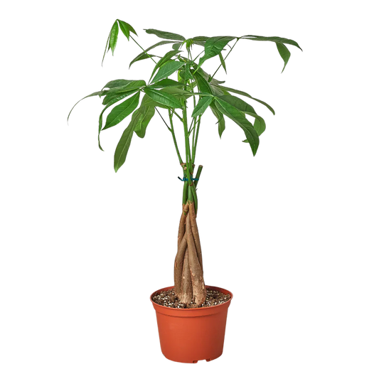 Money Tree 'Guiana Chestnut' Pachira Braid
