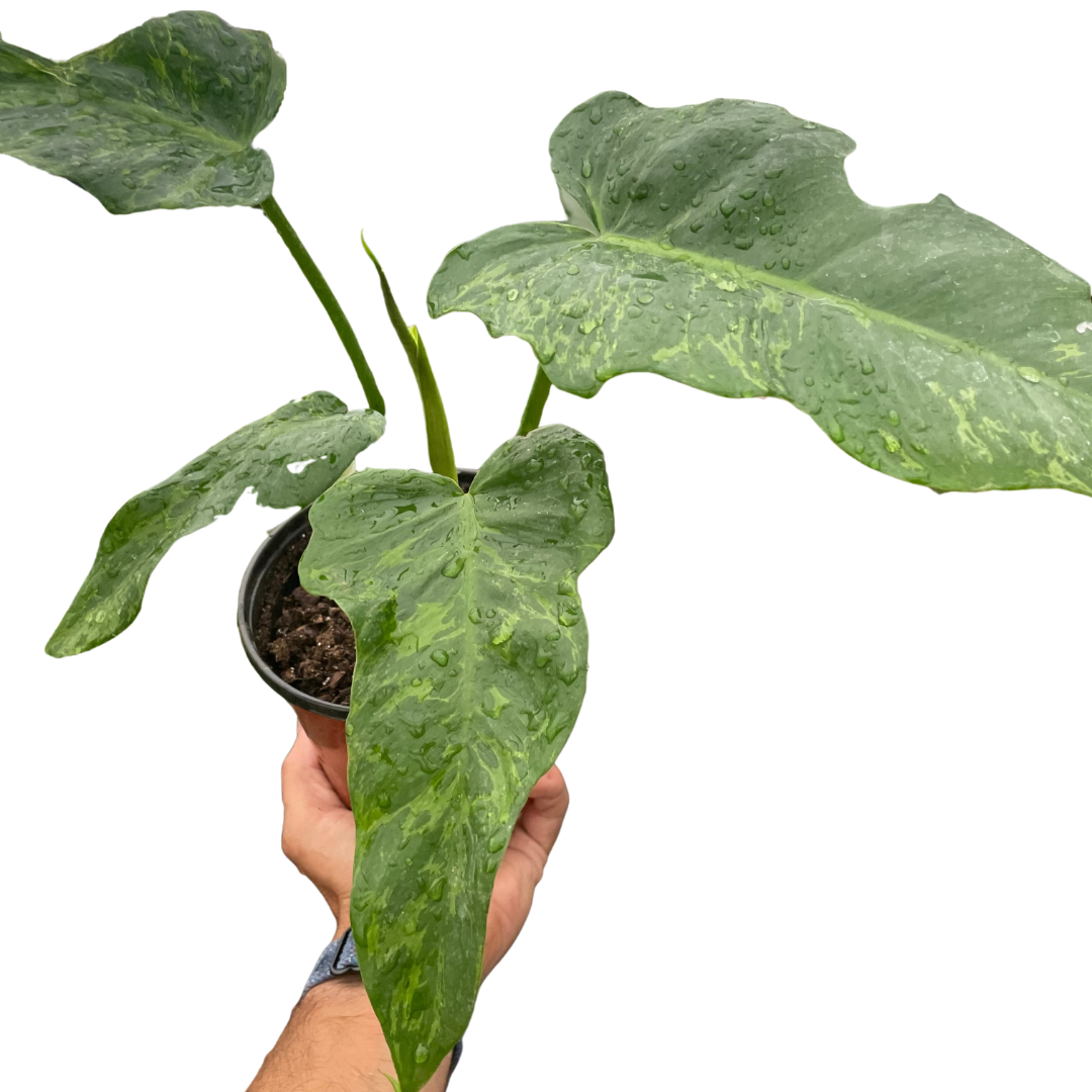 philodendron golden dragon lime fiddle Philodendron 'Golden Dragon'