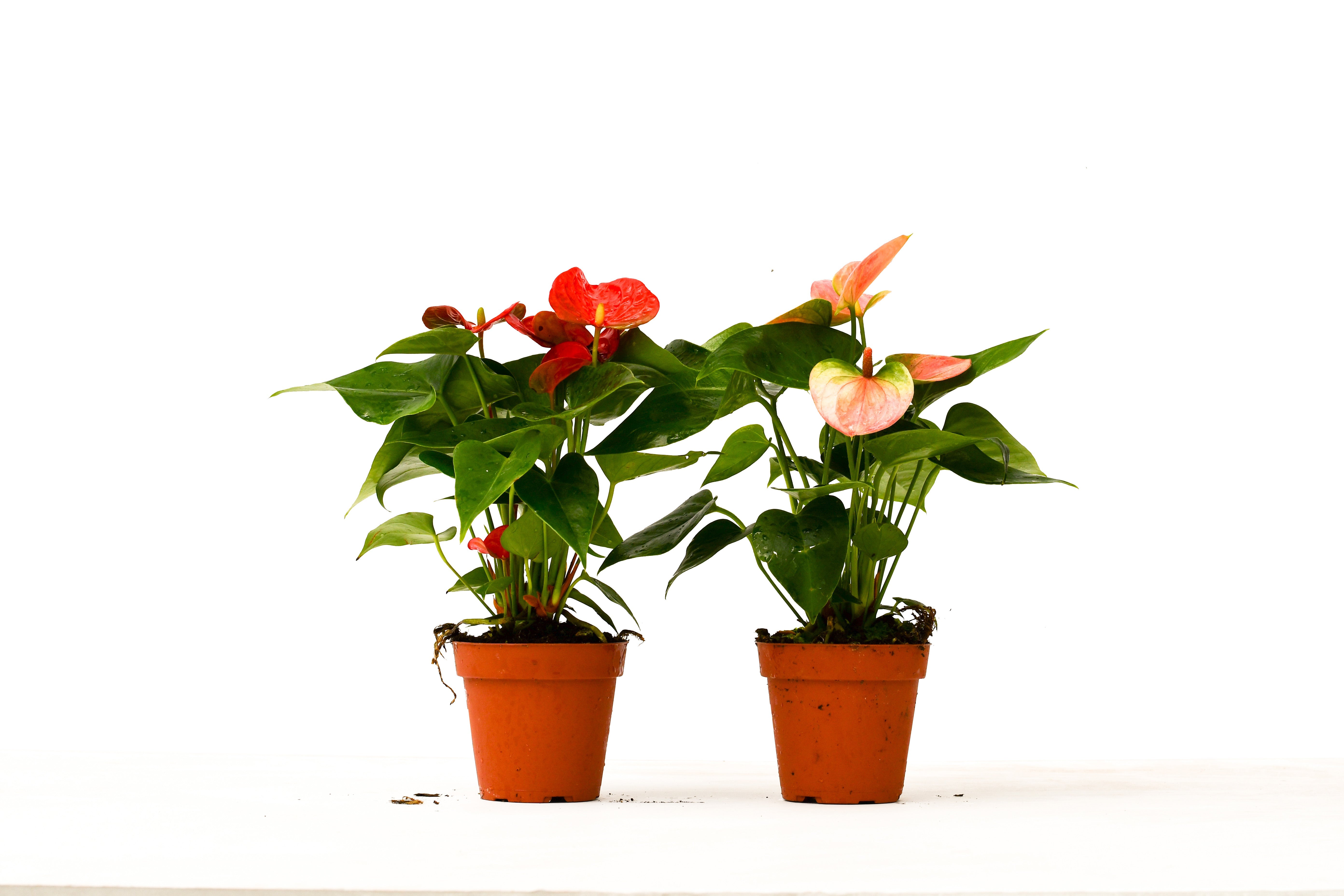 anthurium buy online 2 Anthurium Variety Pack