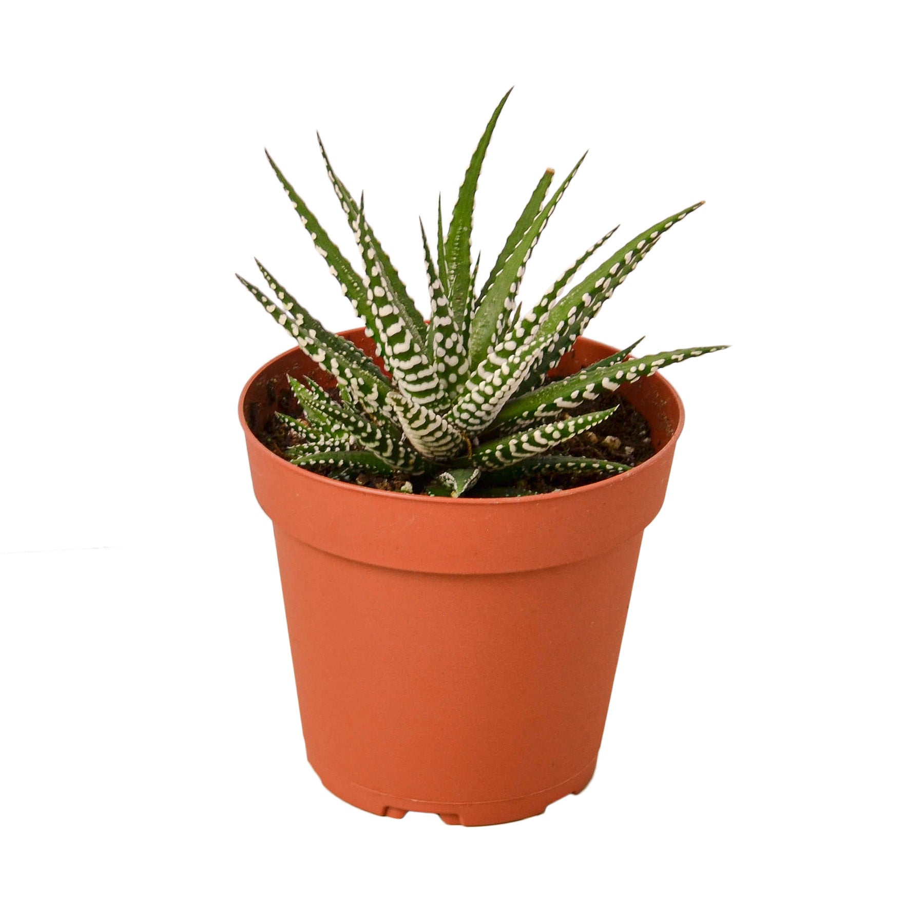 zebra plant succulents Zebra Succulent – T&T Plants and Things