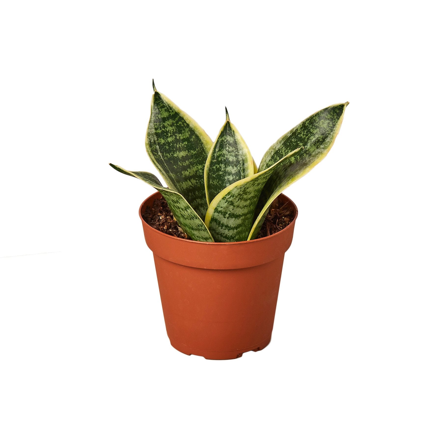 anti snake plant in nigeria Snake Plant Laurentii Dwarf