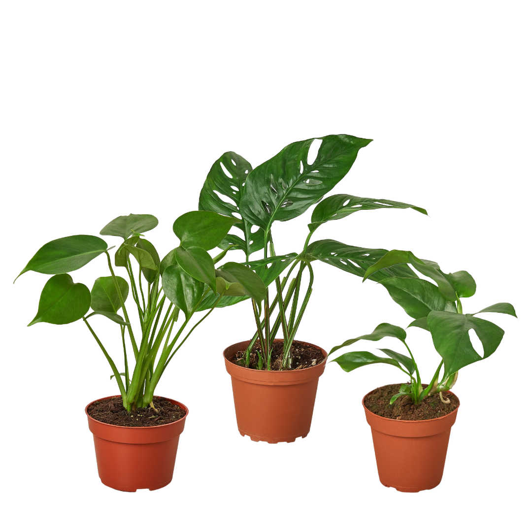 triffid monstera hybrid Monstera Bundle – T&T Plants and Things