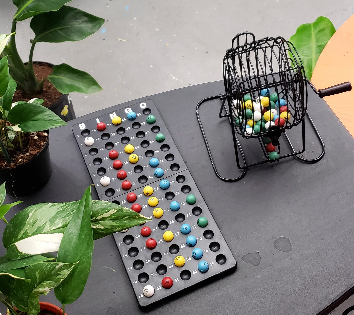 Plant Bingo: 09/11/2025 @ 7:00pm