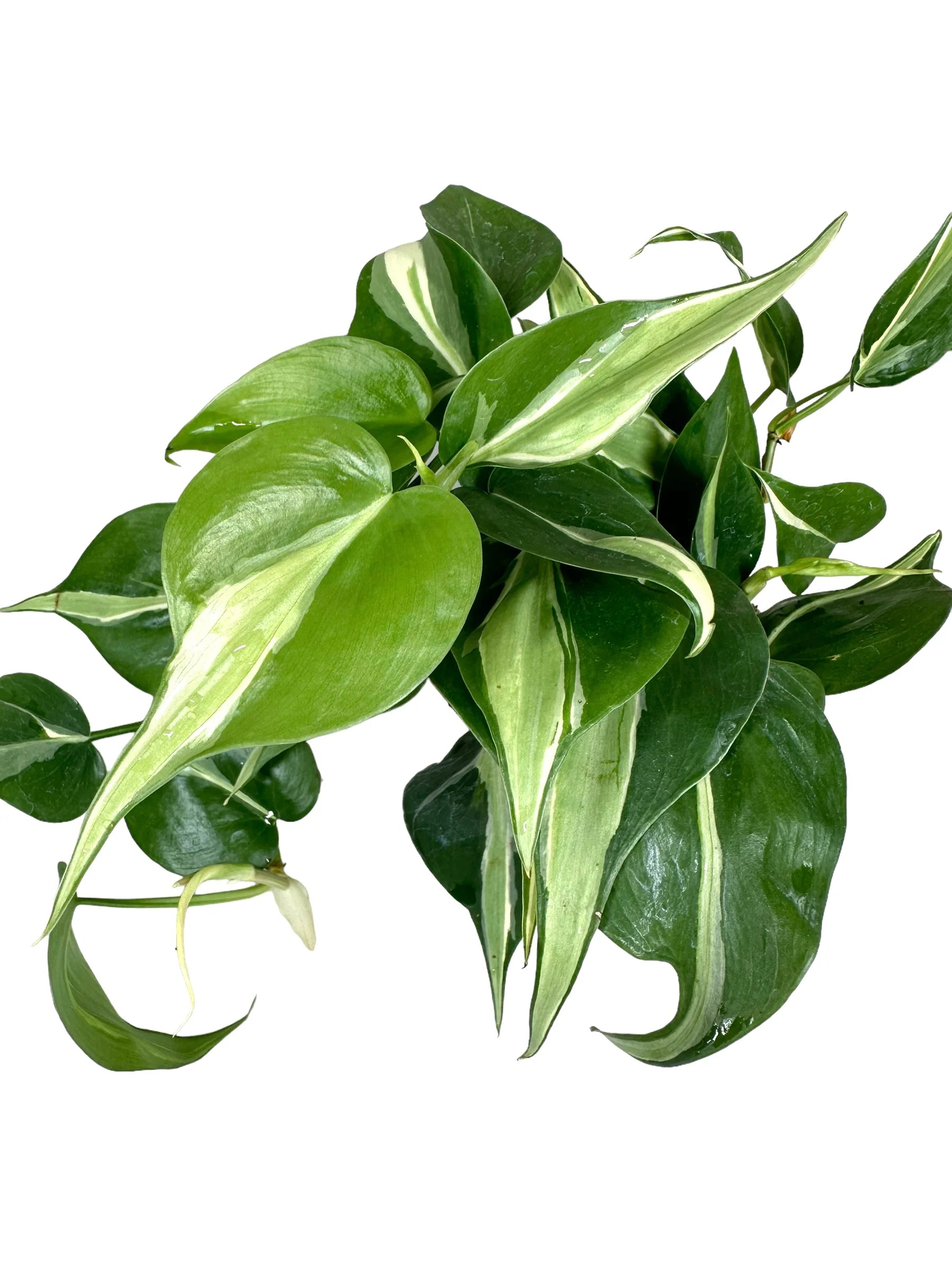 philodendron silver pothos Philodendron 'Silver Stripe' – T&T Plants and Things