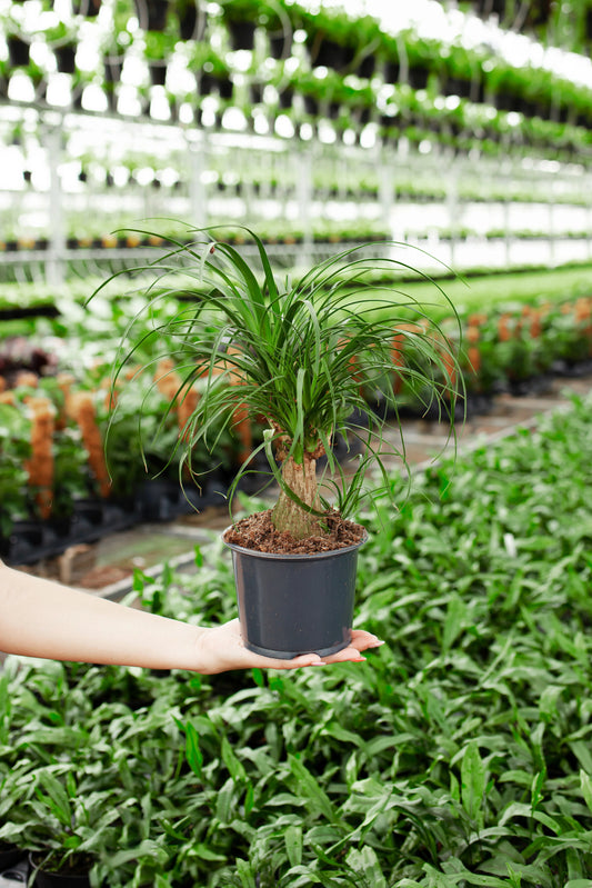 Palm Ponytail