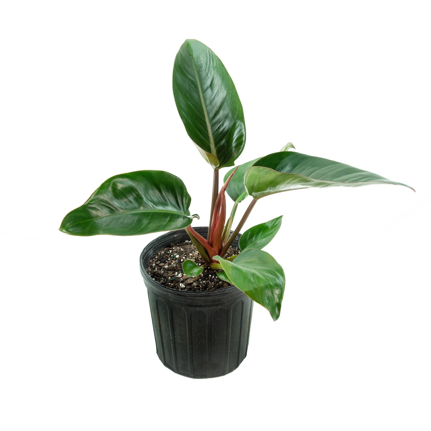 Philodendron 'Congo Rojo'