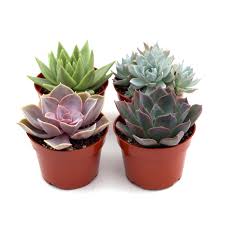 Rosette Succulent Variety Packs