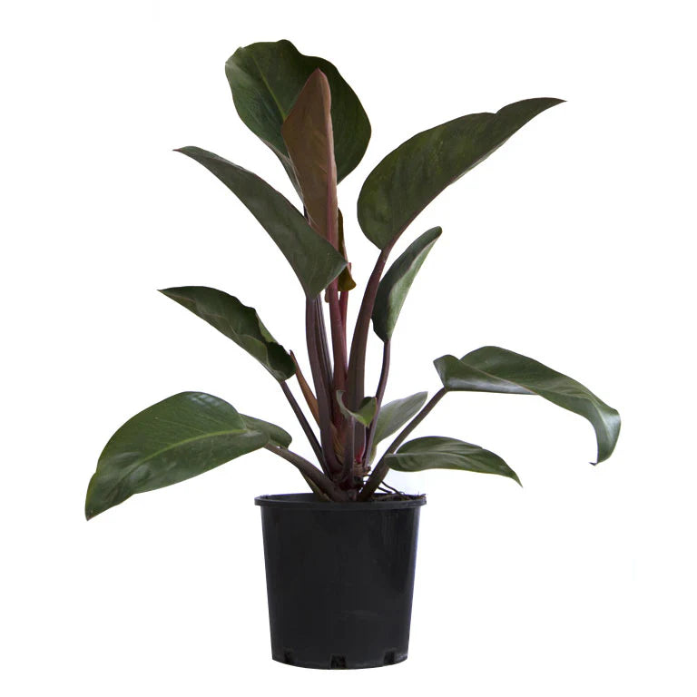 Philodendron 'Congo Rojo'