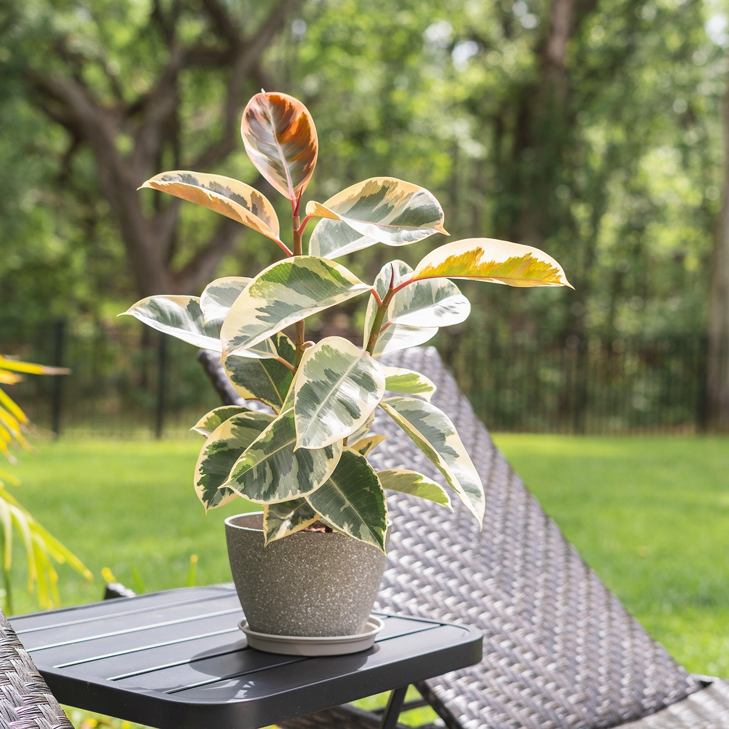 Ficus Elastica 'Tineke'