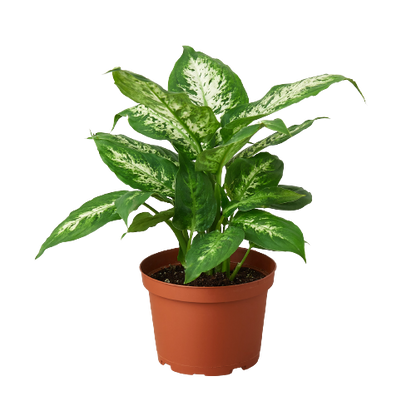 dieffenbachia compacta tropic snow Dieffenbachia 'Tropic Snow' – T&T Plants and Things