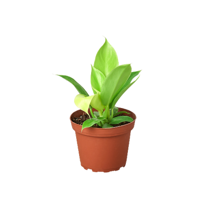 philodendron moonlight houseplant Philodendron 'Moonlight' – T&T Plants and Things