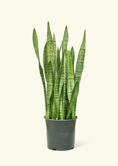 Snake Plant 'Zeylanica'