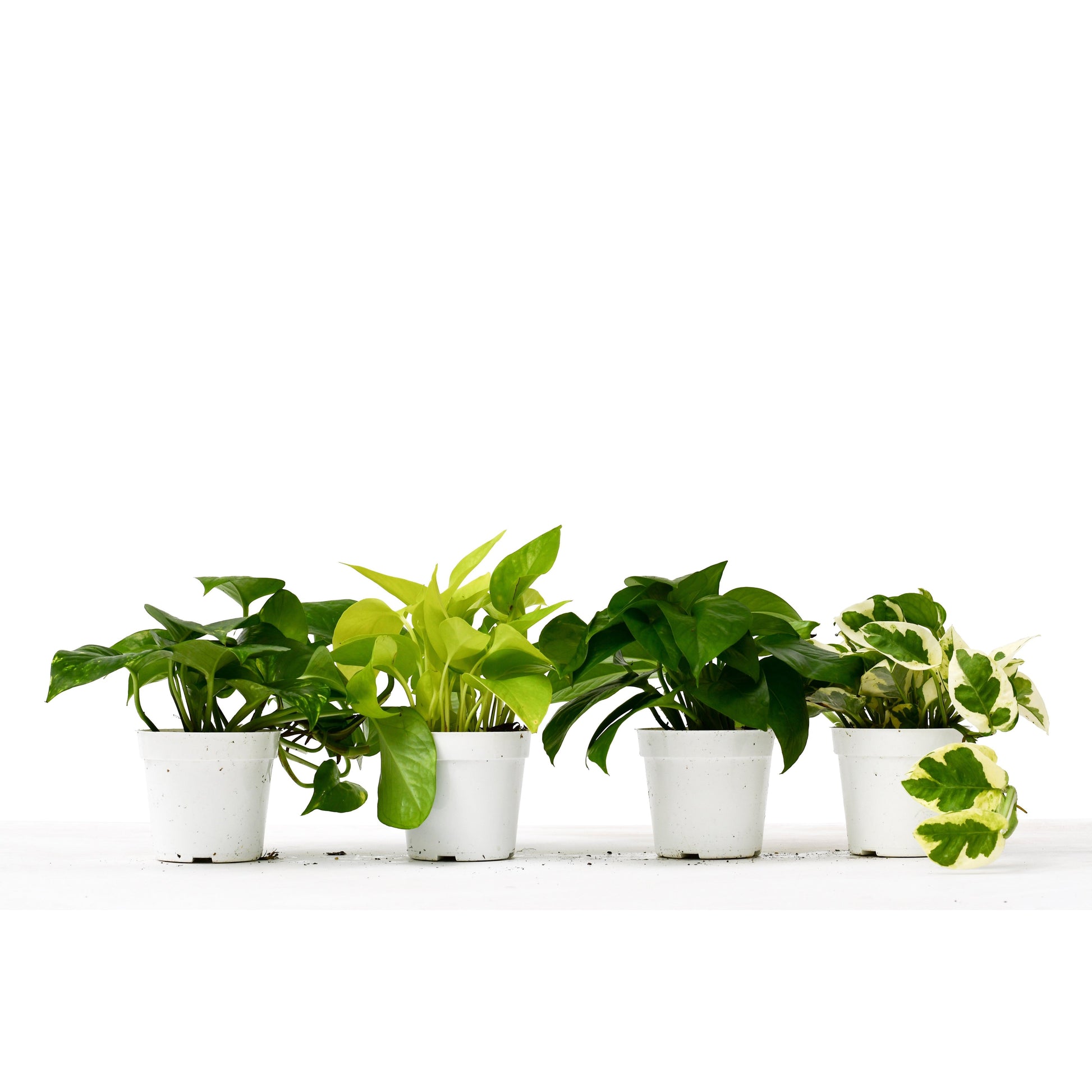 types of indoor pothos 4 Different Pothos Plants in 4" Pots