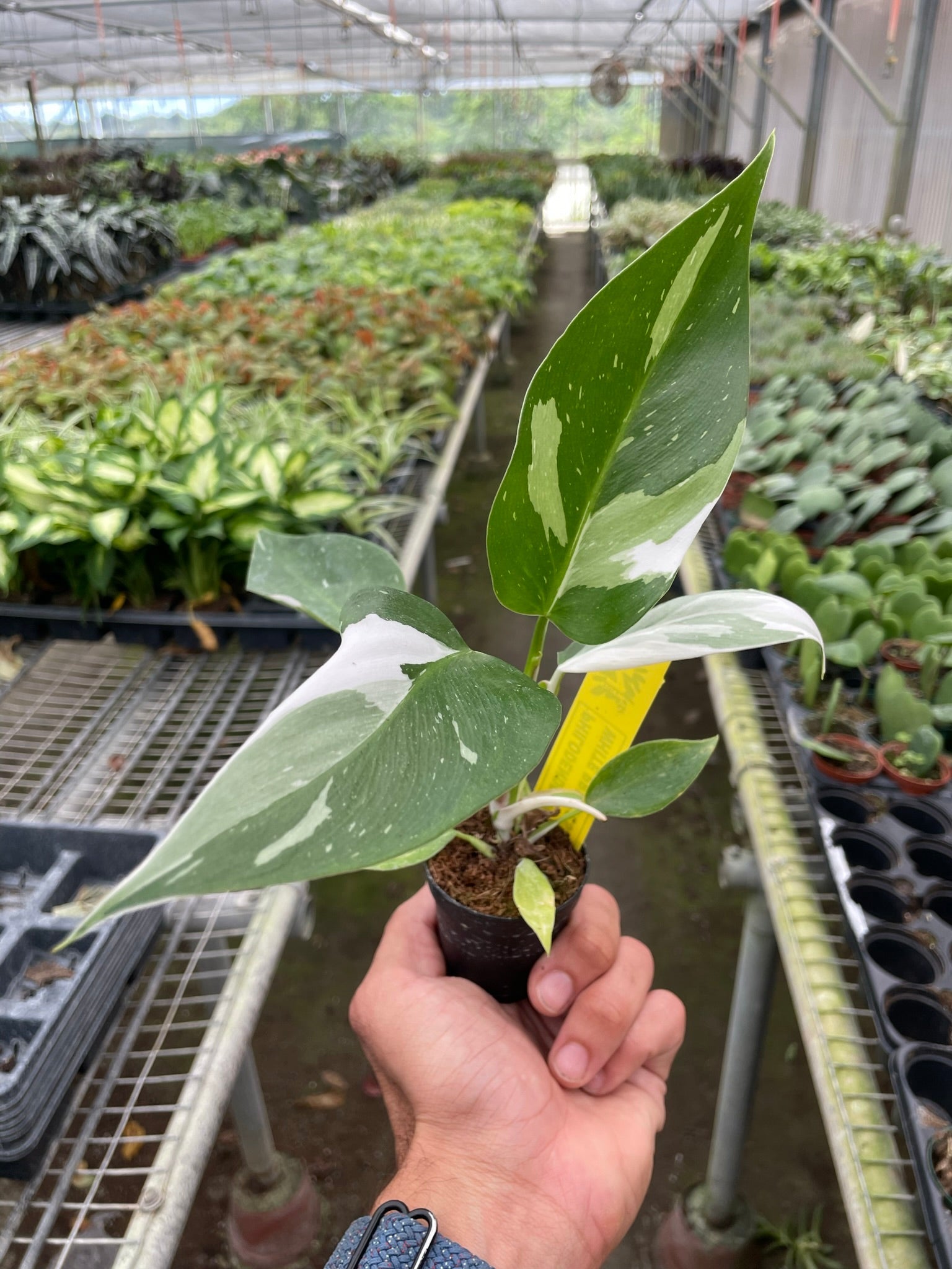white princess philodendron for sale Philodendron 'White Princess' – T&T Plants and Things