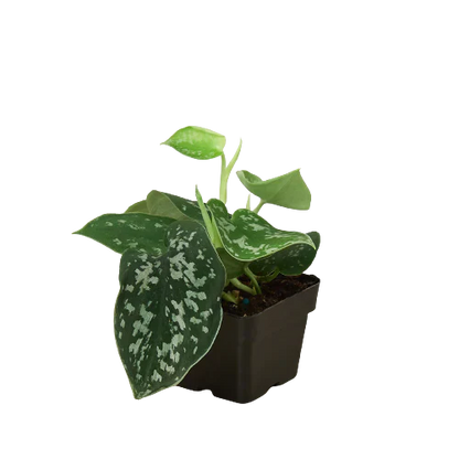 Pothos 'Satin'