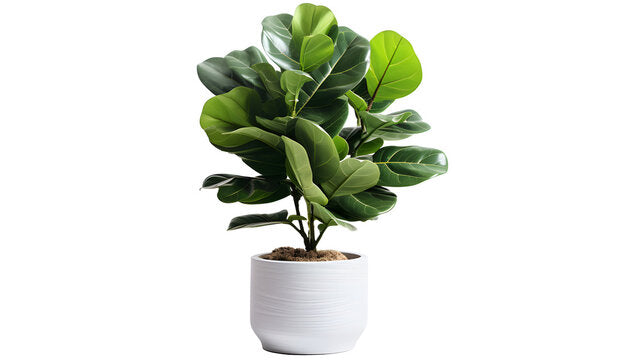 Ficus Lyrata 'Fiddle Leaf Fig'