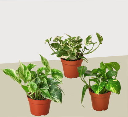 pot for pothos plant 3 Pothos Variety Pack / 4" Pot / Live Plant / Home and Garden Plants – T&T Plants and Things