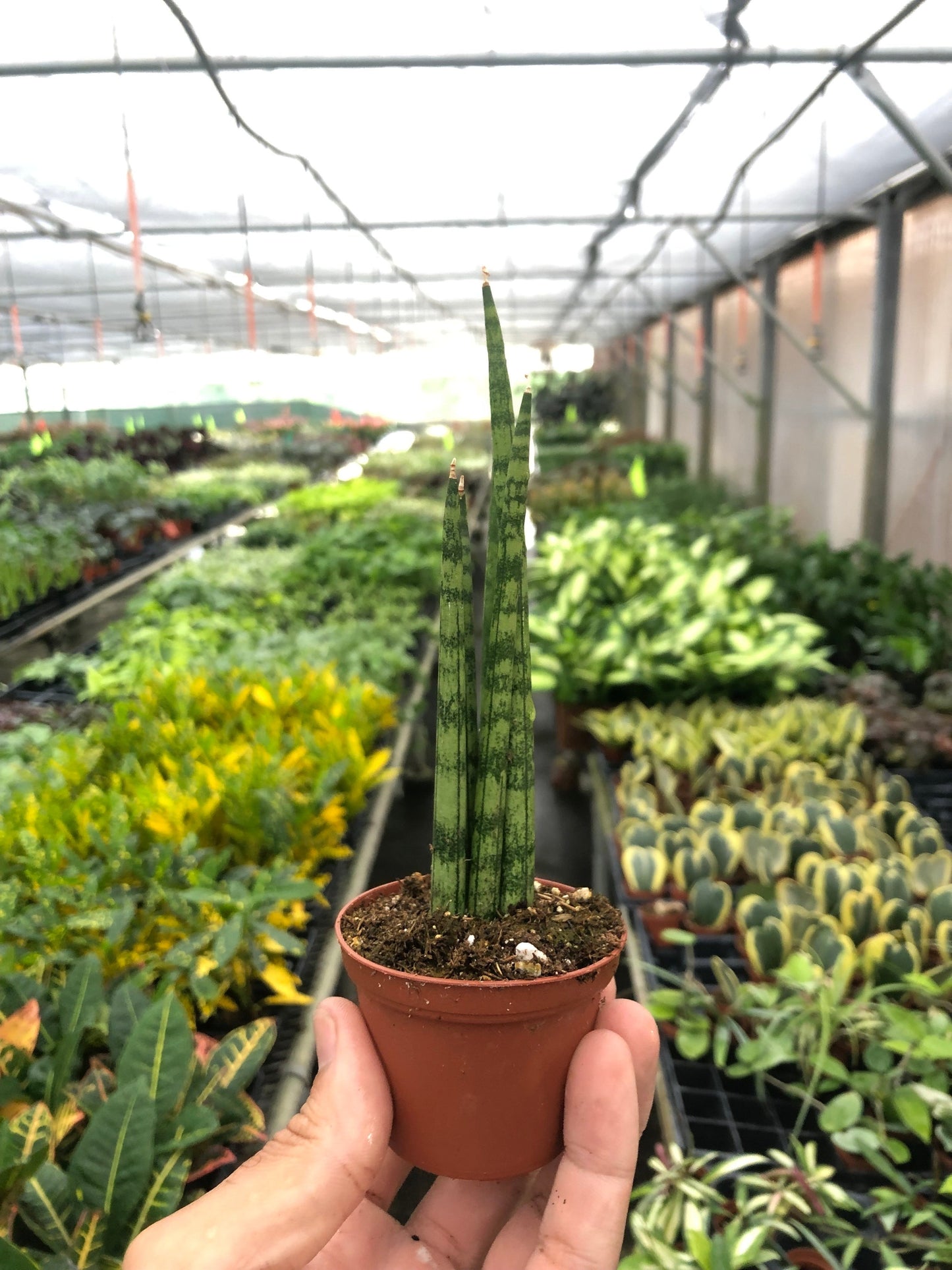 Snake Plant Cylindrica