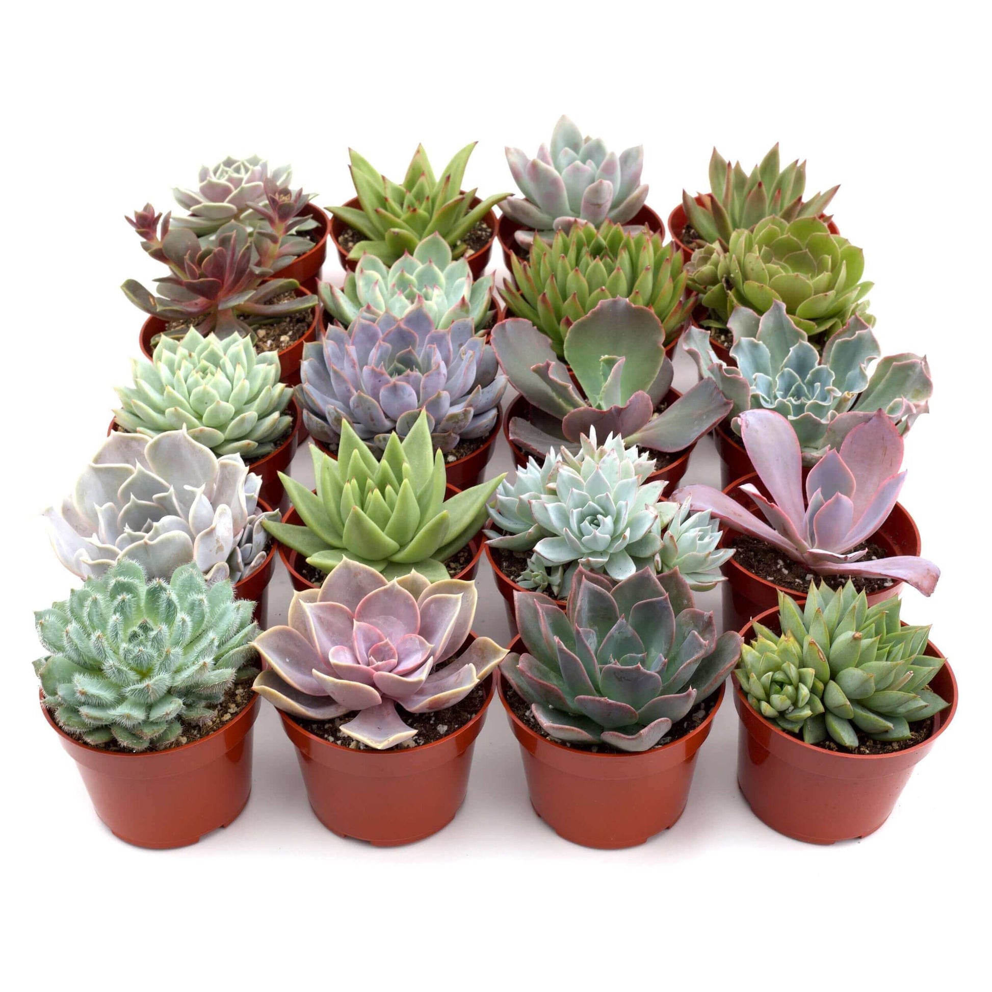 succulent plants near me Rosette Succulent Variety Packs – T&T Plants and Things