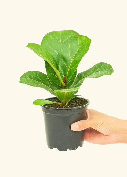 Ficus Lyrata 'Fiddle Leaf Fig'