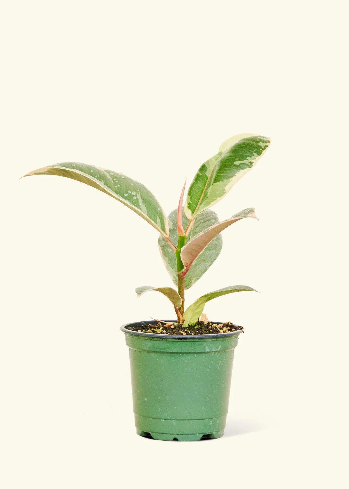 Ficus Elastica 'Tineke'