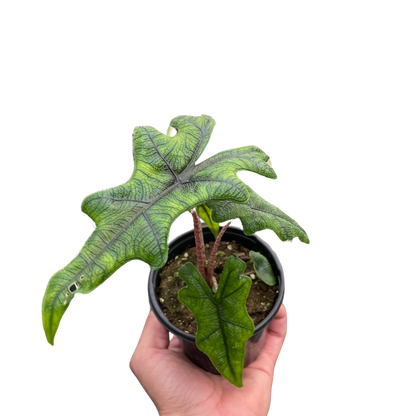 Alocasia 'Jacklyn'