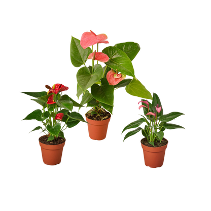 3 Anthurium Variety Pack- All Different Colors - 4" Pots