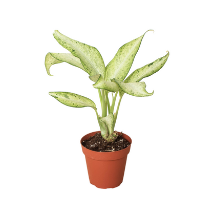 dieffenbachia silver bay Dieffenbachia 'Camouflage' – T&T Plants and Things