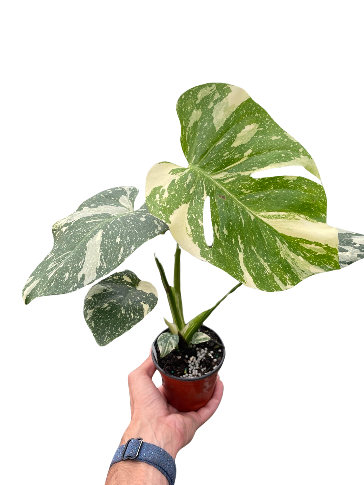 monstera thai constellation vs monstera deliciosa Monstera 'Thai Constellation' – T&T Plants and Things