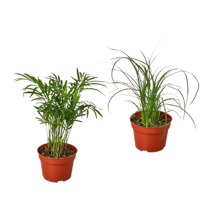 live palm plant 2 Palm Variety Pack / 4" Pots / Live Plant / House Plant – T&T Plants and Things