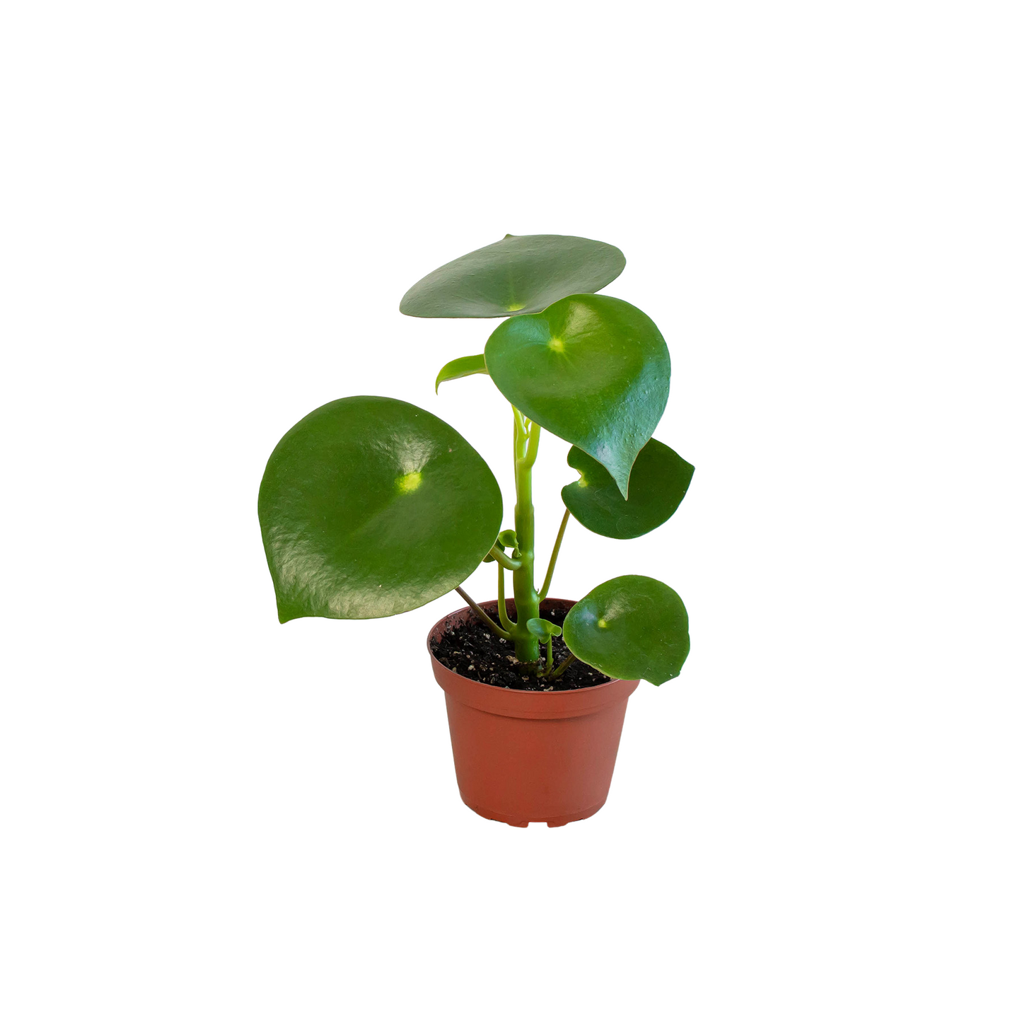 Peperomia 'Raindrop' - 4" Pot