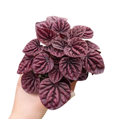 Peperomia 'Ripple Red'