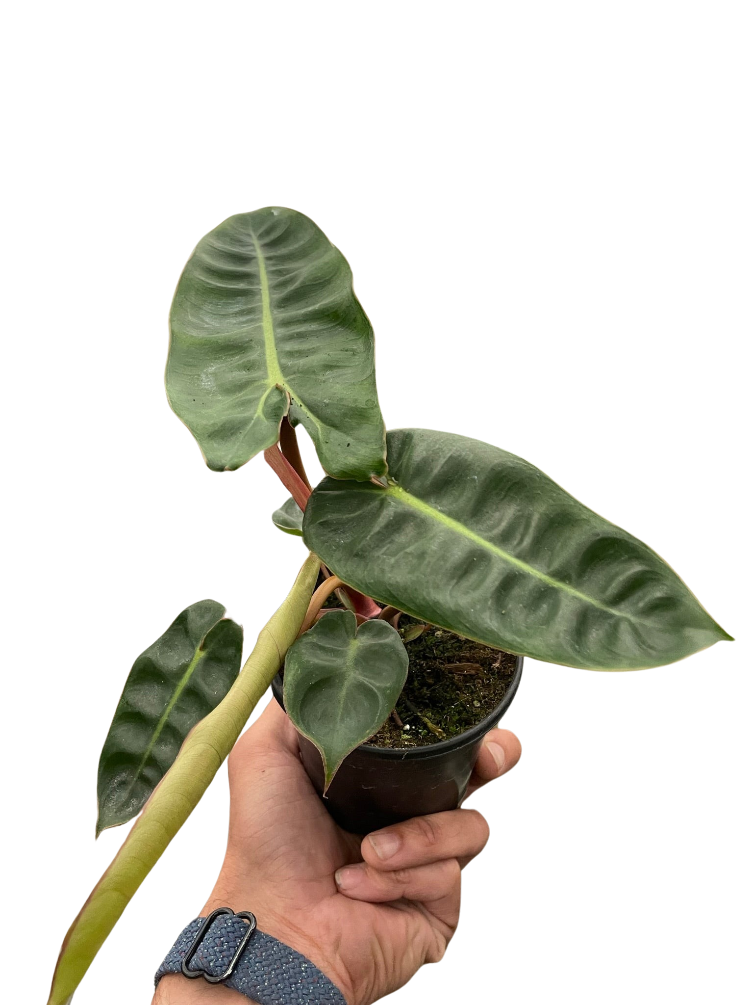 philodendron billietiae climbing Philodendron 'Billietiae' – T&T Plants and Things