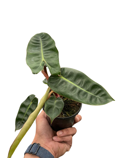 philodendron billie Philodendron 'Billietiae' – T&T Plants and Things