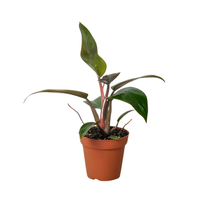 philodendron birkin pink stem Philodendron 'Birkin Pink'
