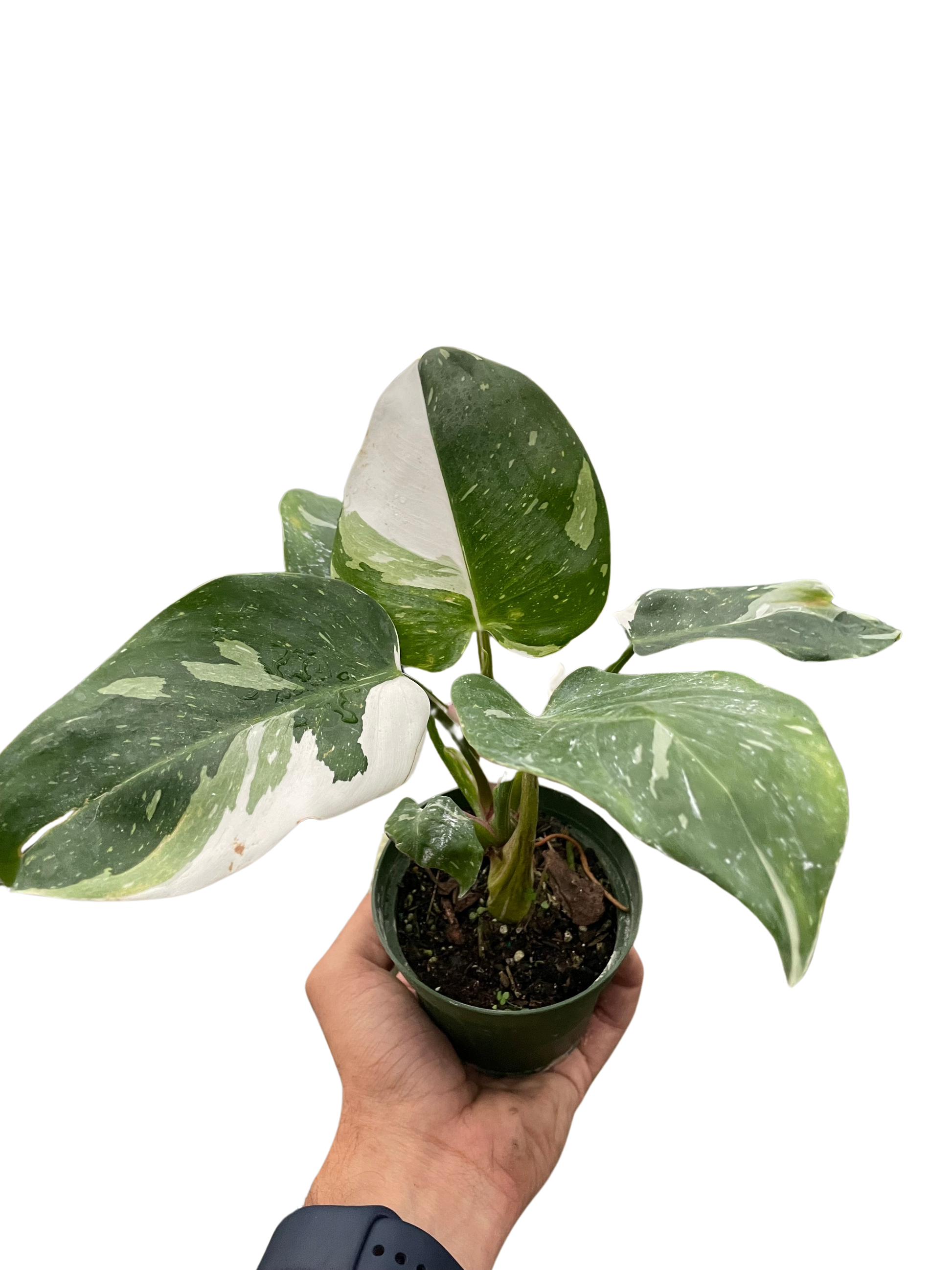 white princess philodendron plant Philodendron 'White Princess' – T&T Plants and Things
