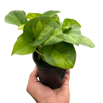 pothos global green Pothos 'Global Green' – T&T Plants and Things