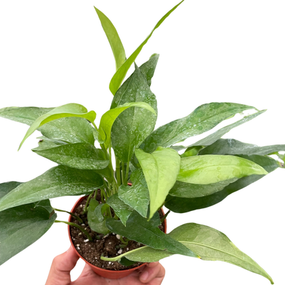 pothos epipremnum pinnatum 'skeleton key' Pothos Skeleton Key – T&T Plants and Things